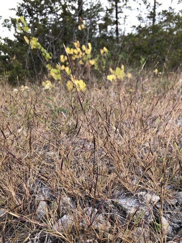 Sporobolus vaginiflorus var. ozarkanus