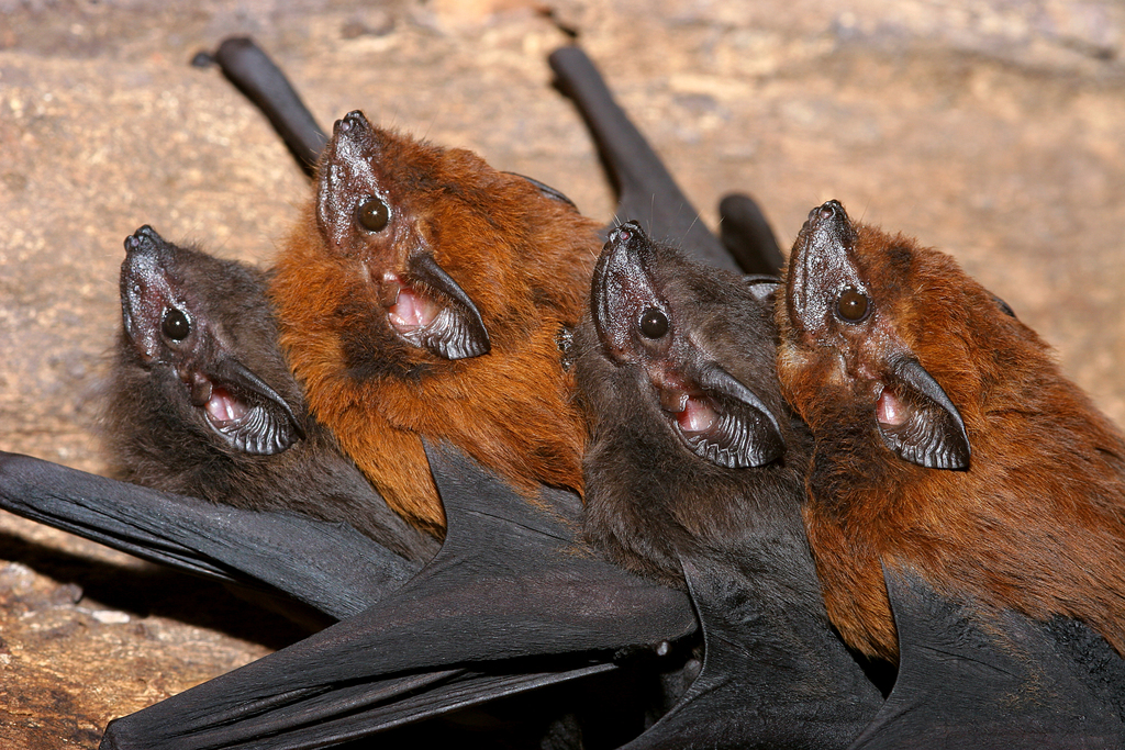 Chestnut Sac-winged Bat from Provinz Puntarenas, Costa Rica on May 26 ...