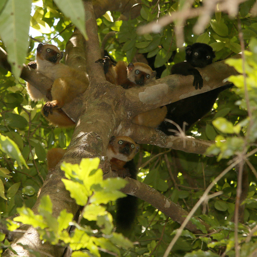 Blue-eyed Black Lemur