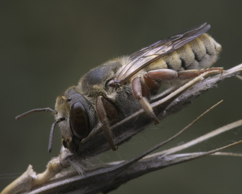 Megachile flavipes · iNaturalist