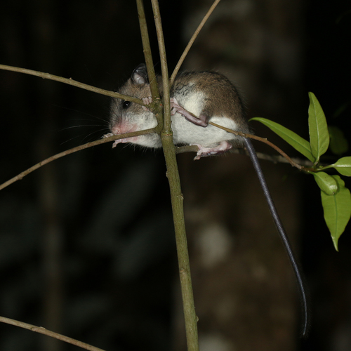 lesser tufted-tailed rat (Eliurus minor) — Least Concern Mammalia