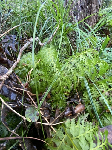 Vandenboschia tubiflora