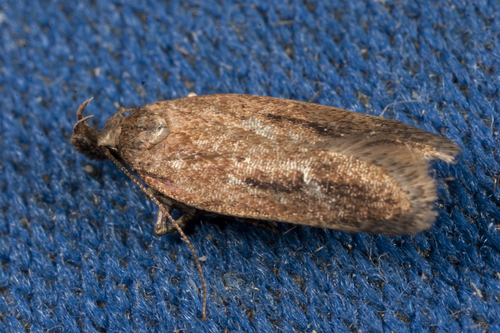 Chionodes praeclarella (Herrich-Schäffer, 1854)