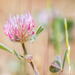 Trifolium hirtum - Photo (c) naturephotosuze, todos los derechos reservados