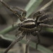 Greek Burrow-living Wolf Spider - Photo (c) Panagiotis Dalagiorgos, all rights reserved, uploaded by Panagiotis Dalagiorgos
