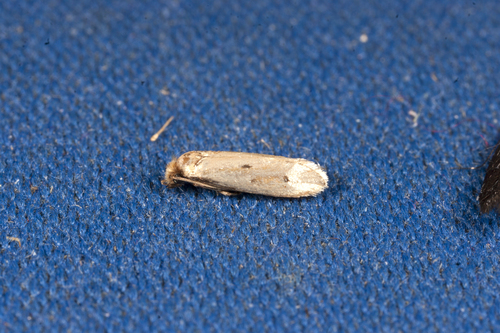 Eccritothrix guenterella