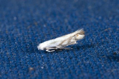 Mountain Bucculatrix