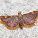 Clover Hayworm Moth - Photo (c) Fero Bednar, all rights reserved, uploaded by Fero Bednar