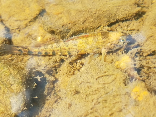 Coosa Darter