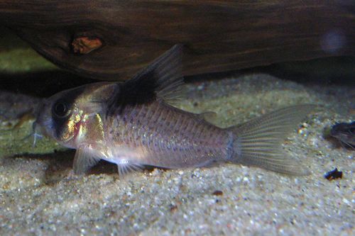 Corydoras bicolor photo