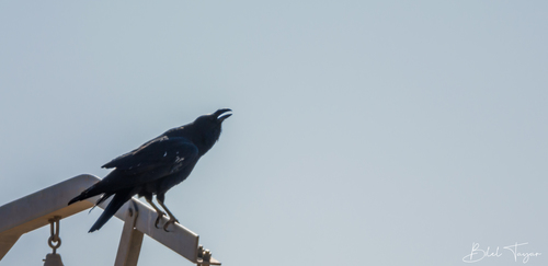 Common Raven