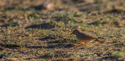Desert Lark