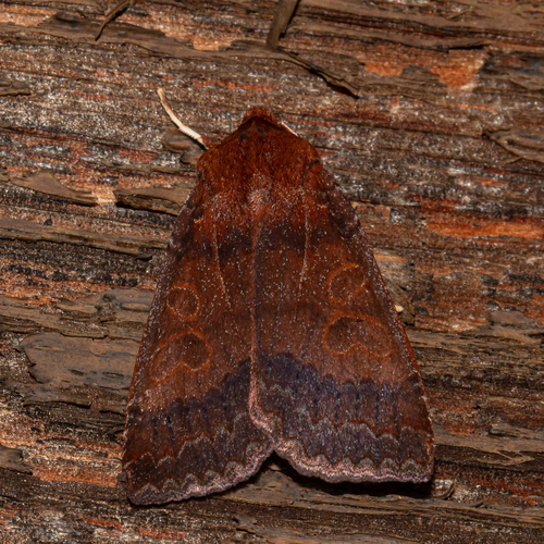 Metaxaglaea violacea Schweitzer, 1979