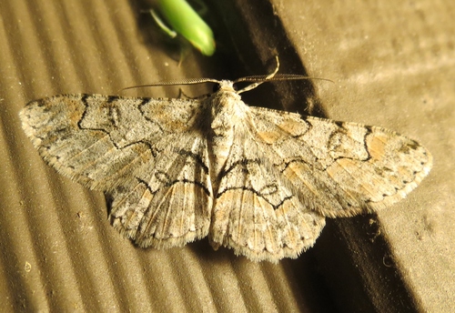 Bent-line Gray