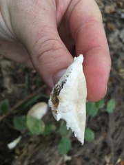 Tyromyces chioneus image