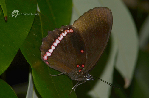 Northern Red Rim