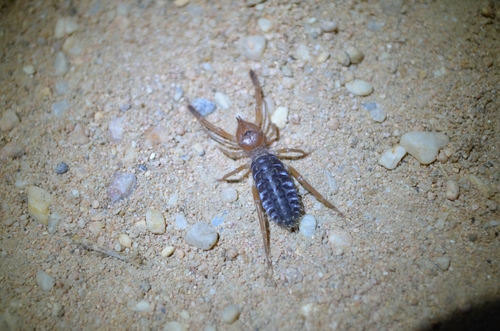 Iberian Solifugid