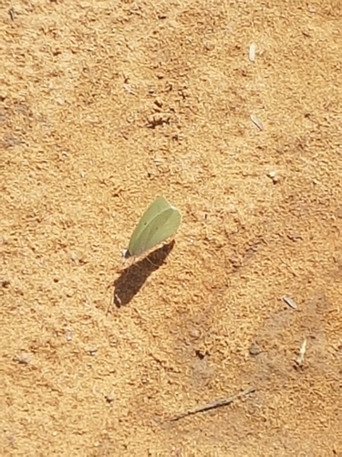 African Migrant