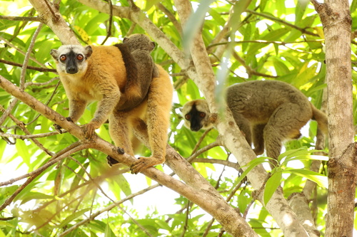 Red Brown Lemur