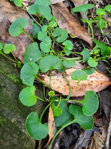 Ivy Leaved Violet