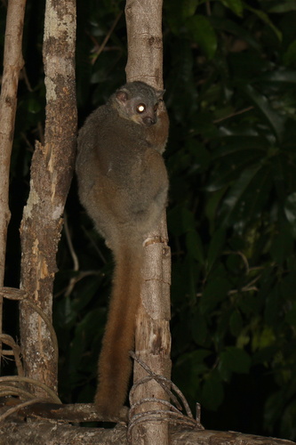 Randrianasolo's Sportive Lemur