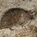 Greater Hedgehog Tenrec - Photo (c) Martin Mandák, all rights reserved, uploaded by Martin Mandák