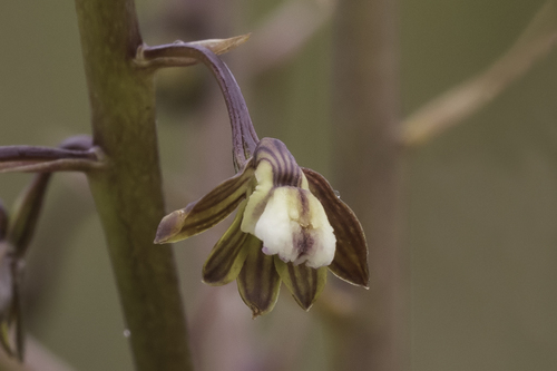 Acrolophia cochlearis
