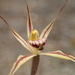 Caladenia sigmoidea - Photo (c) Michael Warren, todos los derechos reservados, subido por Michael Warren
