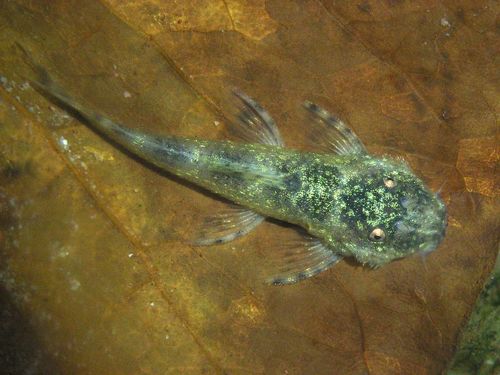 Wild Pleco in Florida