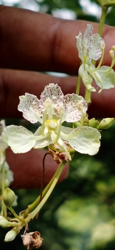 Bauhinia semla