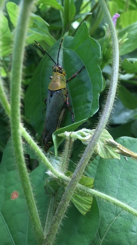 Variegated grasshopper