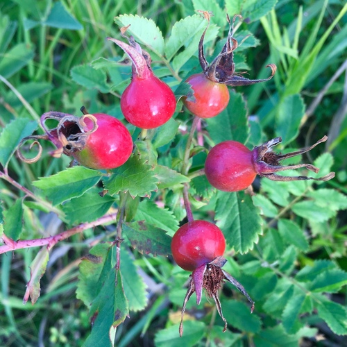 prairie rose