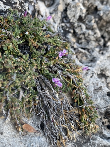 Rhinotropis rimulicola var. rimulicola