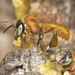 Black-headed Stingless Bee - Photo (c) shuanda, all rights reserved, uploaded by shuanda