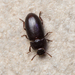 Black Fungus Beetle - Photo (c) Konstantinos Kalaentzis, all rights reserved, uploaded by Konstantinos Kalaentzis