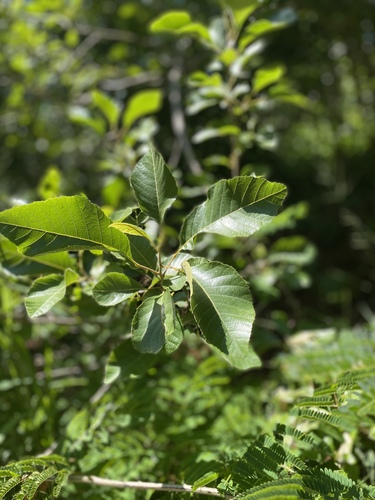 Thouinia striata var. portoricensis