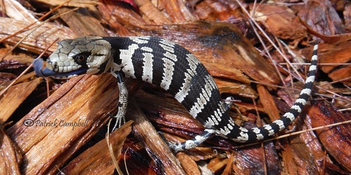 Cyclodomorphus gerrardii (Gray, 1845)