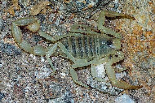 Desert Hairy Scorpion