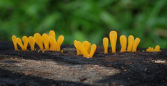 Dacryopinax spathularia image