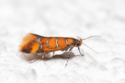 Promalactis procerella