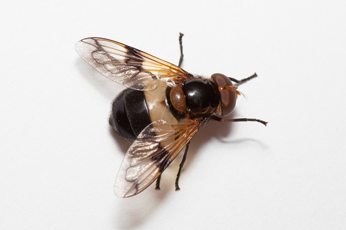 Volucella pellucens