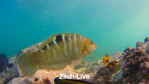 Banded Wrasse