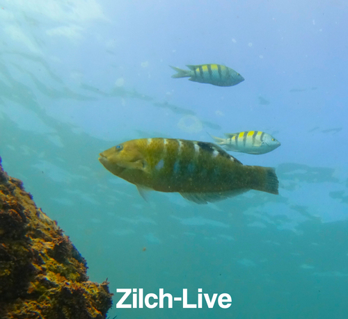 Banded Wrasse