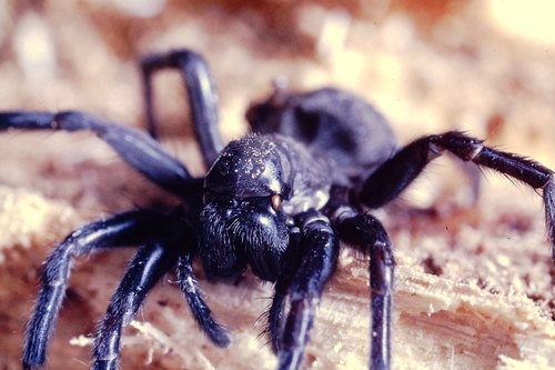 Pireneitega spinivulva