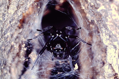 Pireneitega spinivulva