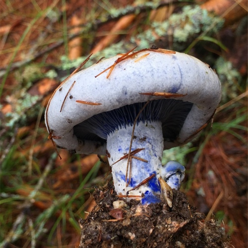 indigo milk cap