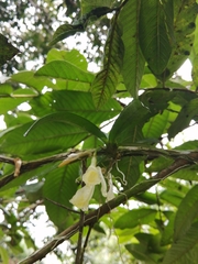 Image of Rodriguezia compacta