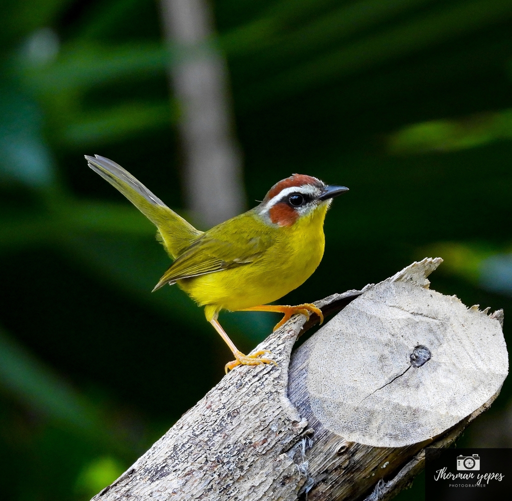 Chestnut-capped Warbler photo