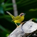 Chestnut-capped Warbler - Photo (c) Jhorman Yepes, all rights reserved, uploaded by Jhorman Yepes