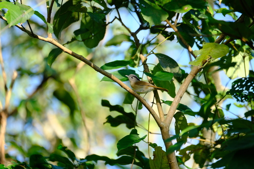 Black-browed Fulvetta